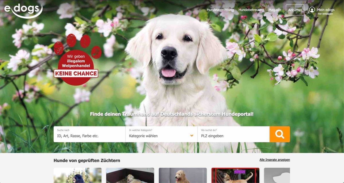 Lokalzeitung NOZ Mediens Hunde Website Image